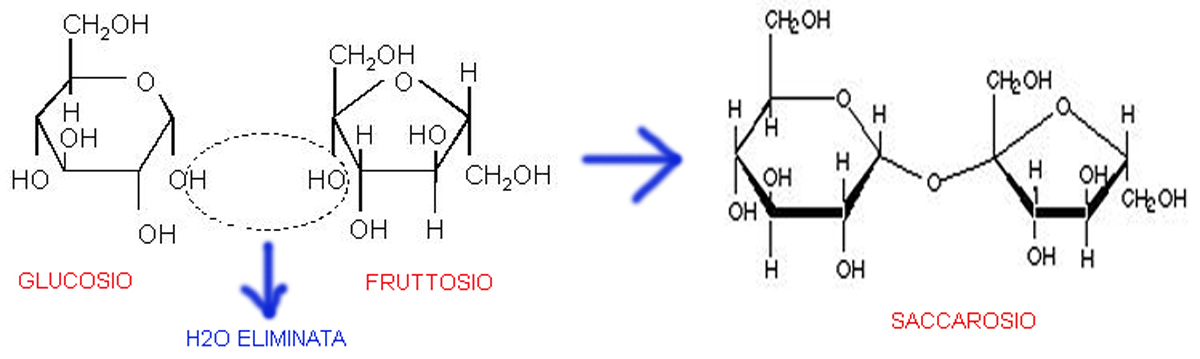 sintesi di una molecola dello zucchero saccarosio mediante legame tra glucosio e fruttosio